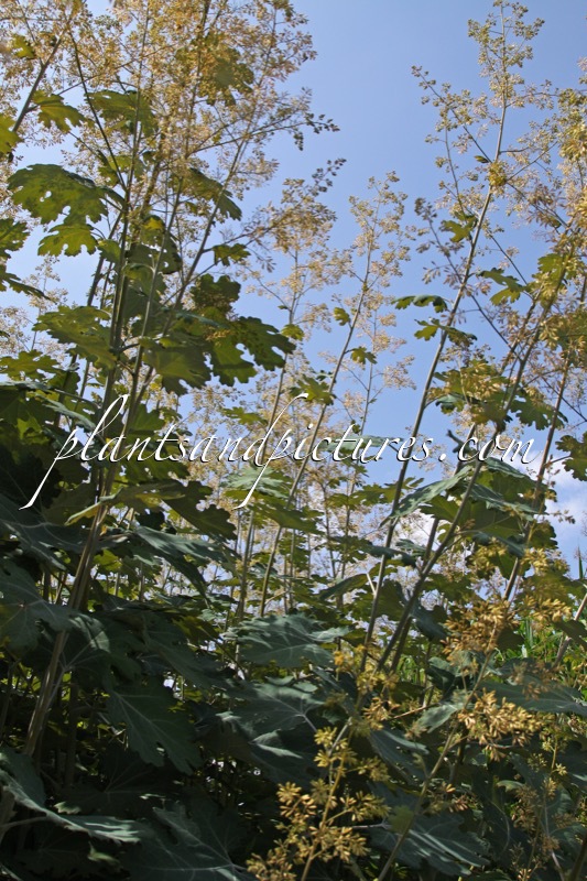 Macleaya microcarpa ‘Kelway’s Coral Plume’