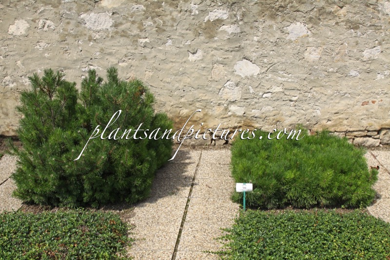 Pinus mugo var. pumilio
