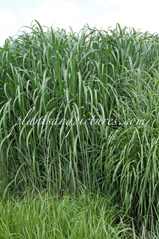 Miscanthus sinensis ‘Aksel Olsen’