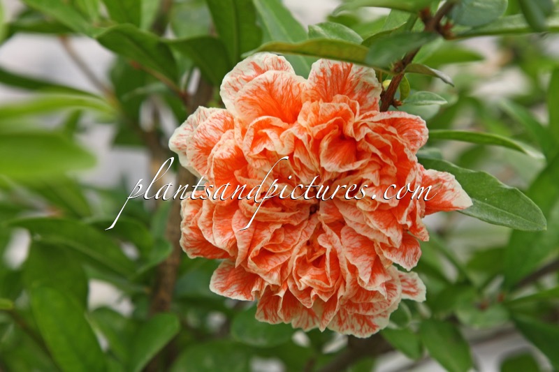 Punica granatum ‘Cirmos’