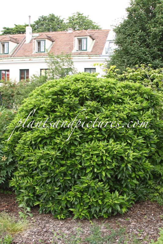 Morus alba ‘Nana’