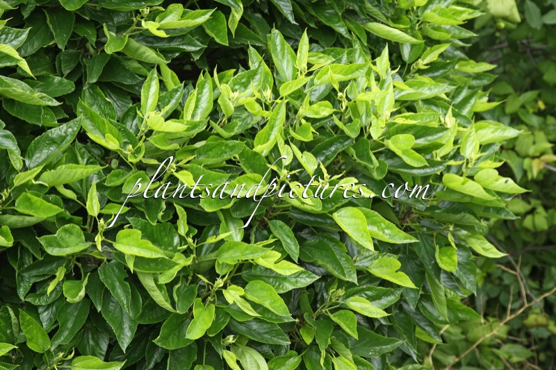 Morus alba ‘Nana’