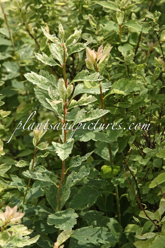 Spiraea thunbergii ‘Mount Fuji’