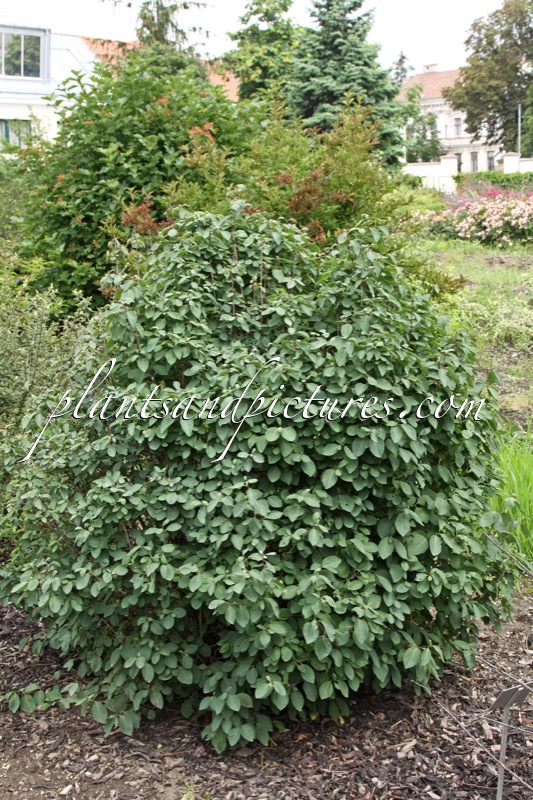 Lonicera xylosteum ‘Hedge King’