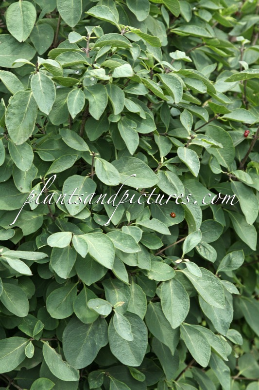 Lonicera xylosteum ‘Hedge King’