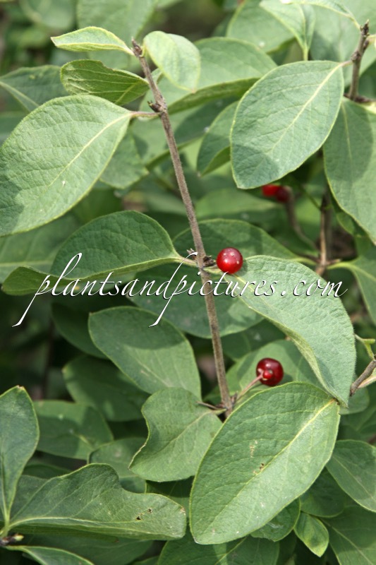 Lonicera xylosteum ‘Hedge King’