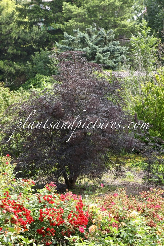 Sambucus nigra ‘Eva’ (BLACK LACE)