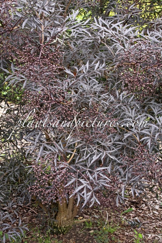 Sambucus nigra ‘Eva’ (BLACK LACE)