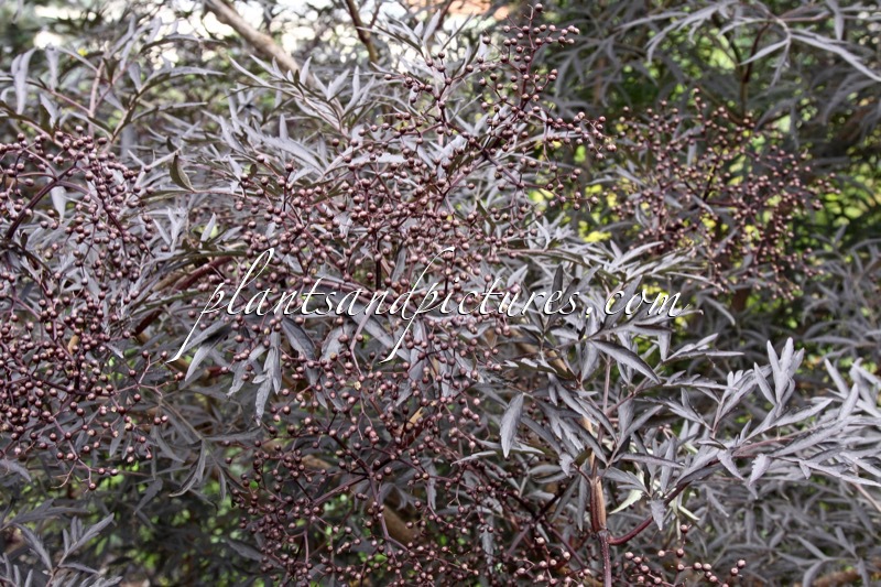 Sambucus nigra ‘Eva’ (BLACK LACE)