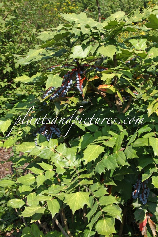 Mahonia japonica