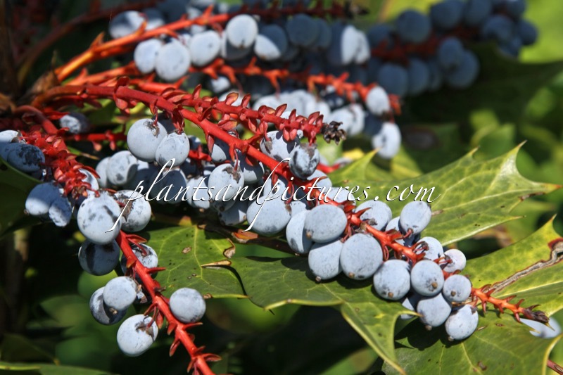 Mahonia japonica