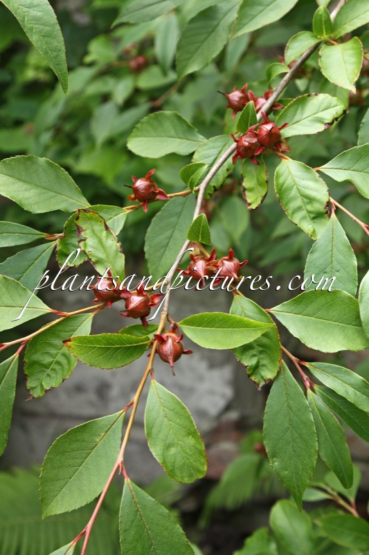Stewartia pseudocamellia