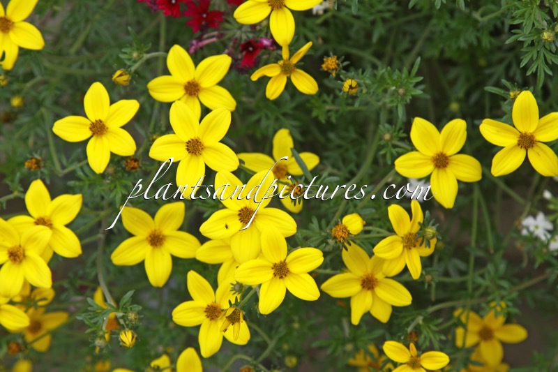 Bidens ferulifolia ‘Peter’s Goldteppich’