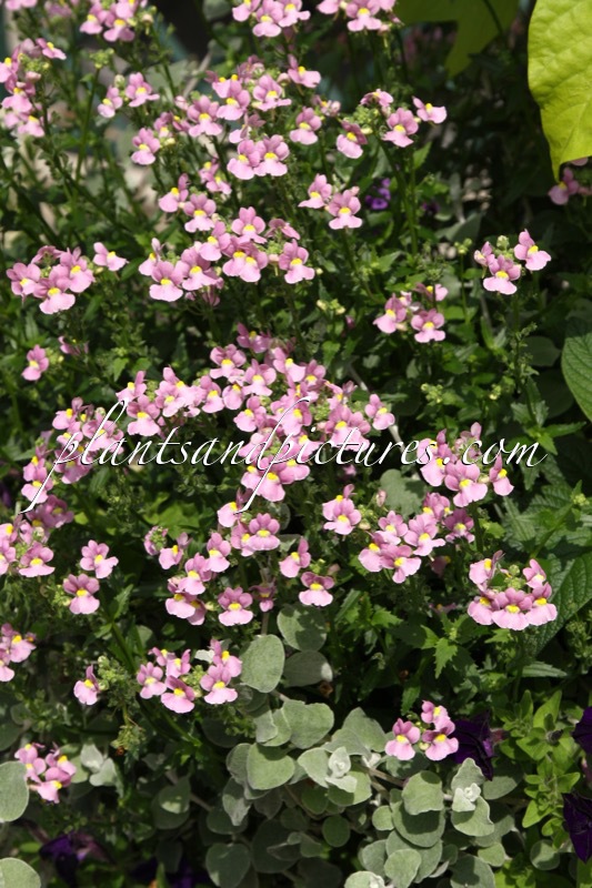 Nemesia ‘Innkapink’ (KAROO PINK)