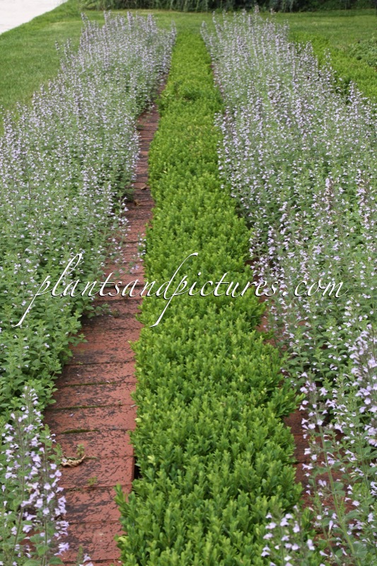 Calamintha nepeta ‘Blue Cloud’ (+Buxus sempervirens)
