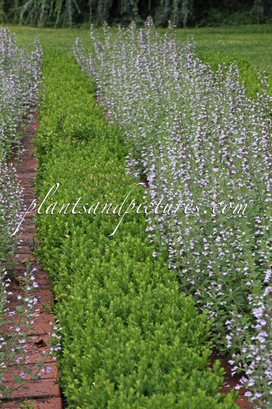 Calamintha nepeta ‘Blue Cloud’ (+Buxus sempervirens)