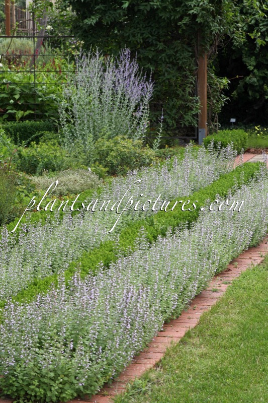 Calamintha nepeta ‘Blue Cloud’ (+Perovskia atriplicifolia)