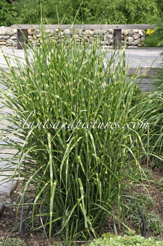 Miscanthus sinensis ‘Gold Bar’