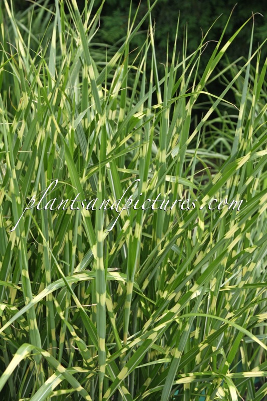 Miscanthus sinensis ‘Gold Bar’