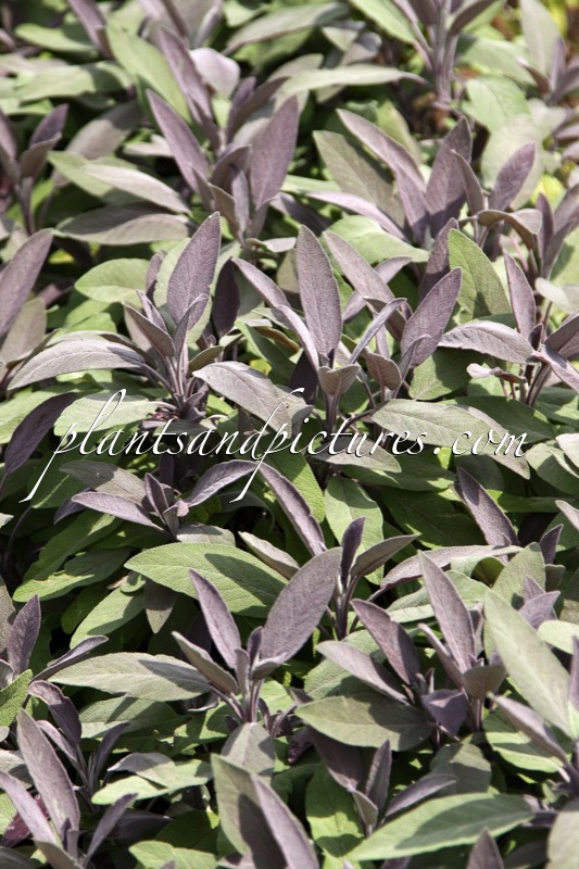 Salvia officinalis ‘Purpurascens’