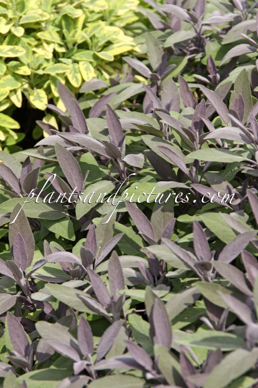 Salvia officinalis ‘Purpurascens’
