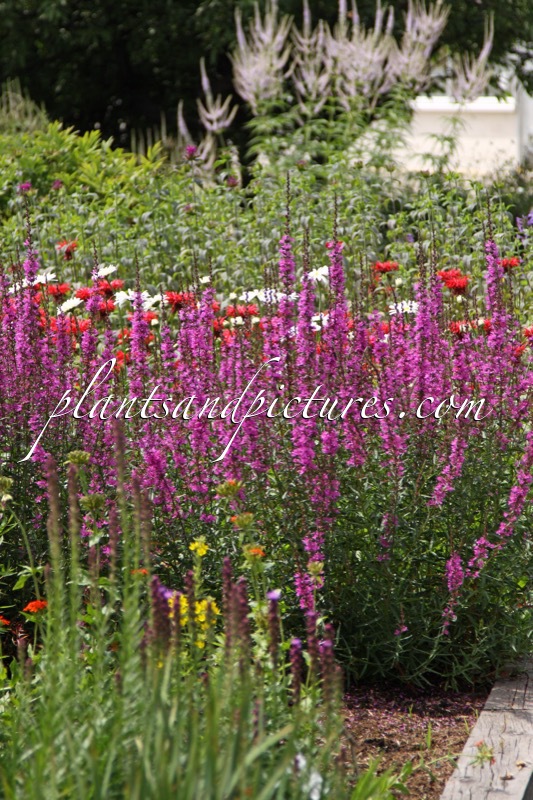 Lythrum salicaria