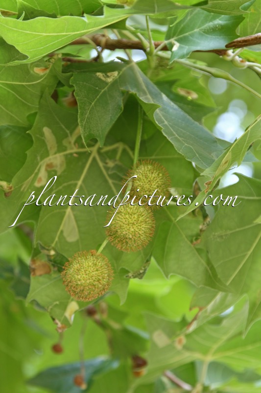 Platanus orientalis