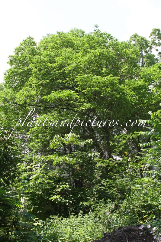 Broussonetia papyrifera