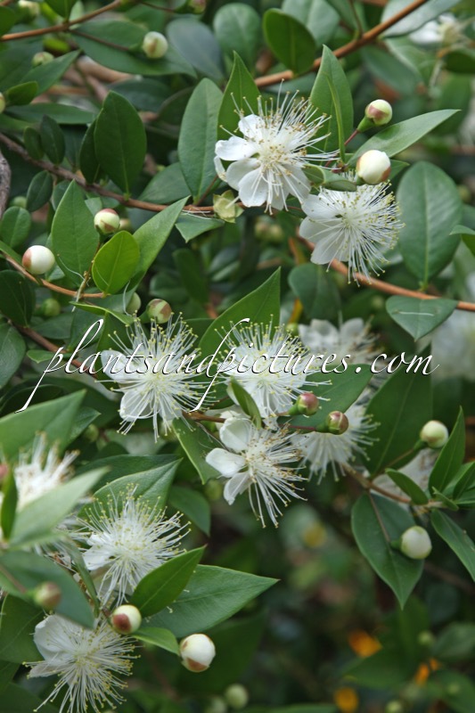 Myrtus communis