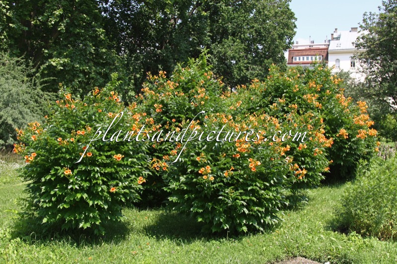 Campsis radicans