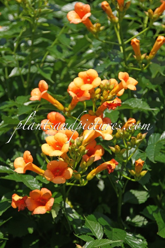 Campsis radicans