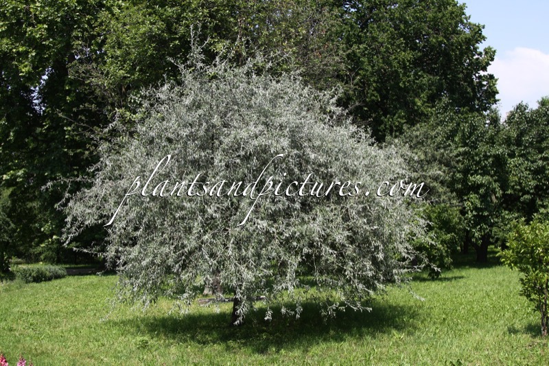 Pyrus salicifolia ‘Pendula’