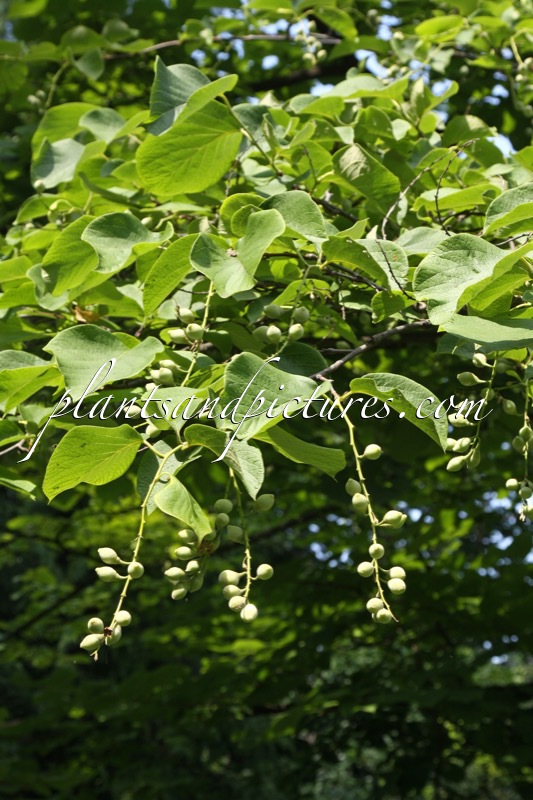 Styrax obassia
