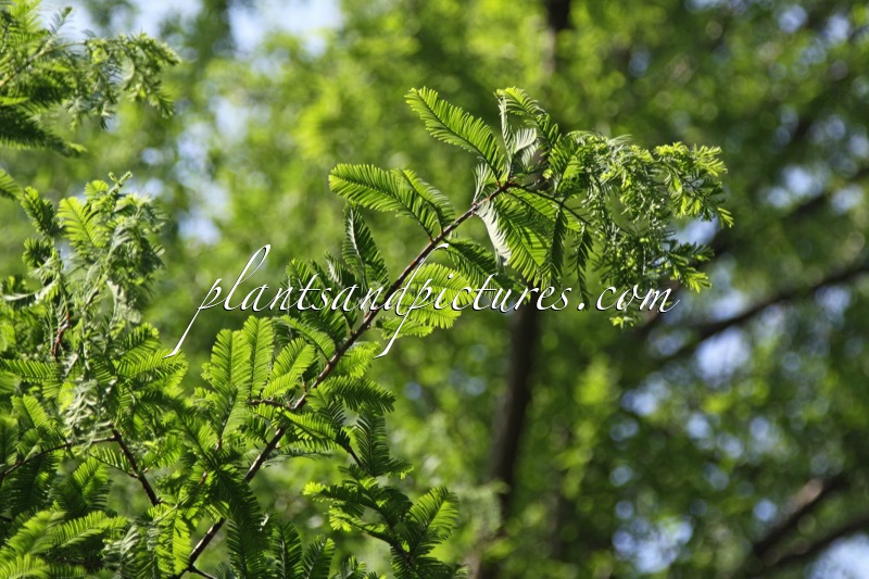 Metasequoia glyptostroboides