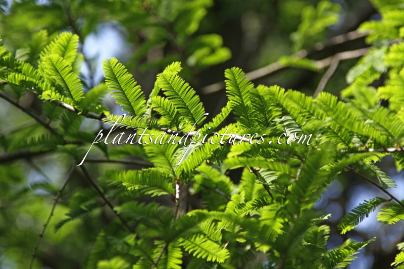 Metasequoia glyptostroboides