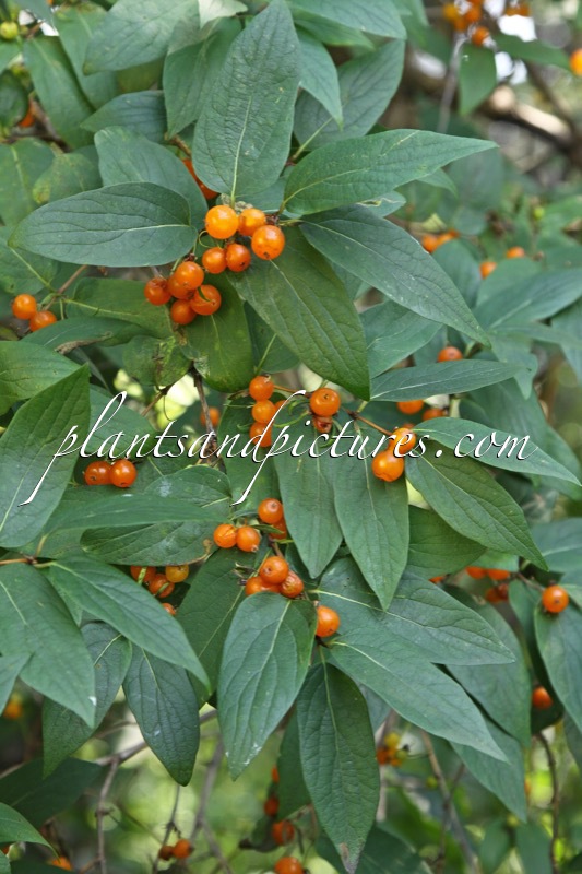 Lonicera tatarica
