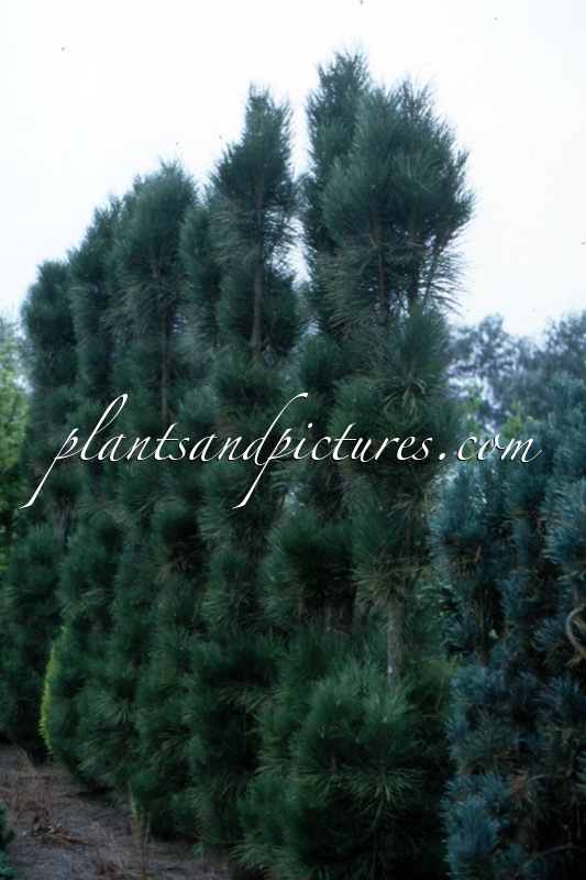 Pinus nigra ‘Molette’