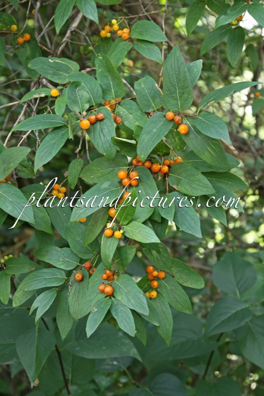 Lonicera tatarica