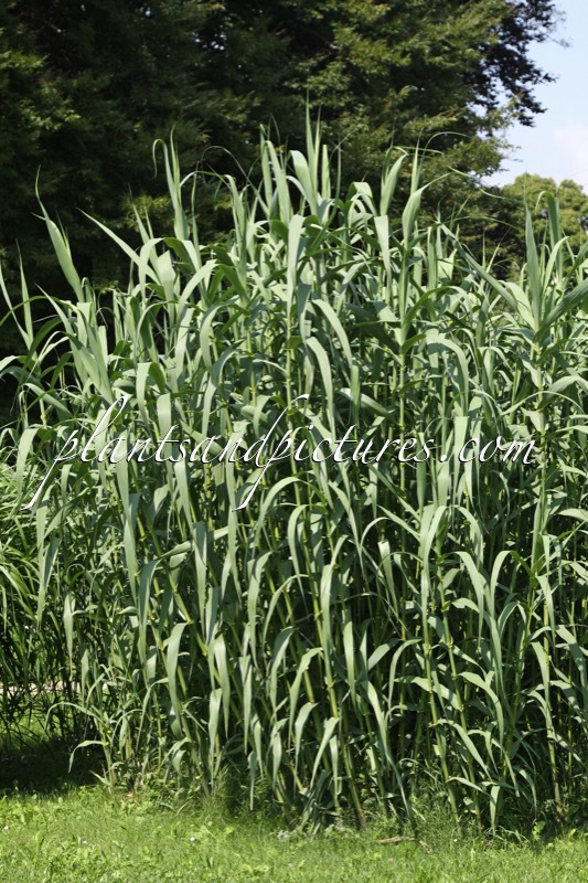 Arundo donax