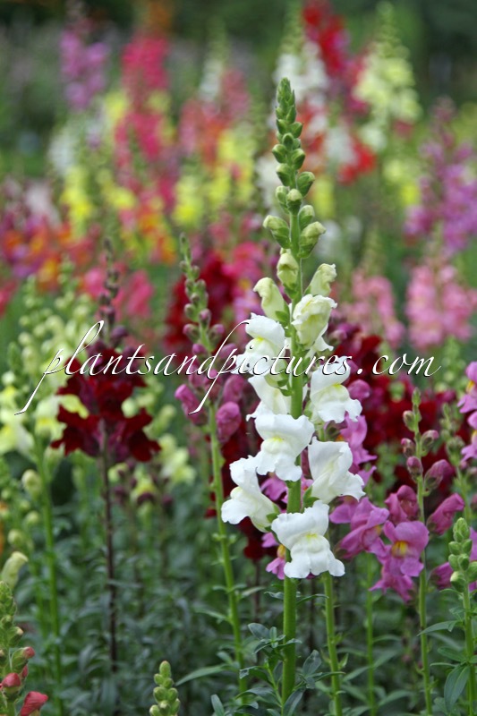Antirrhinum majus
