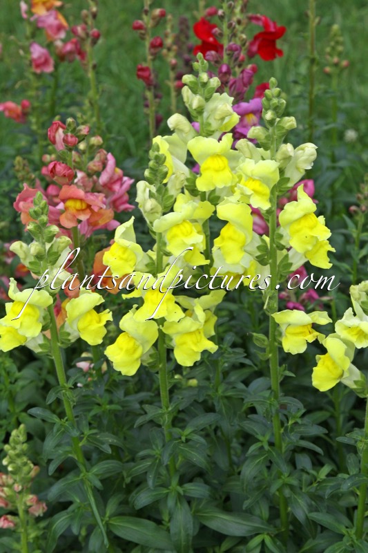 Antirrhinum majus