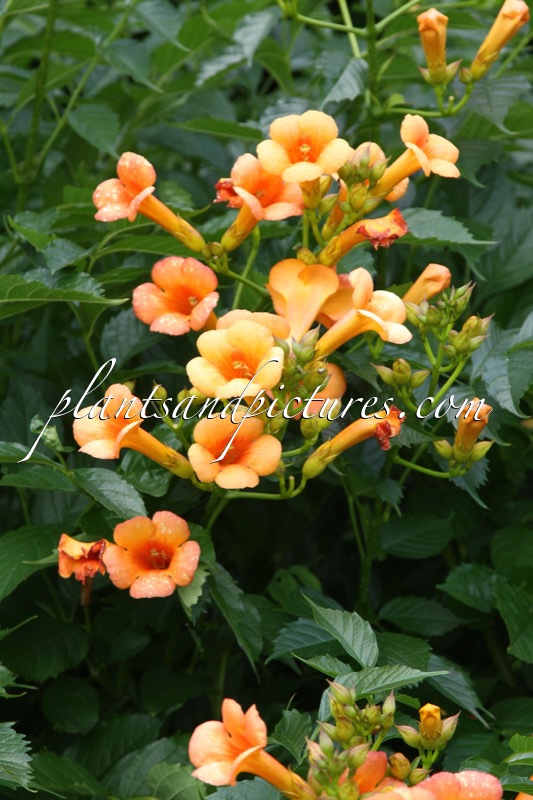 Campsis radicans