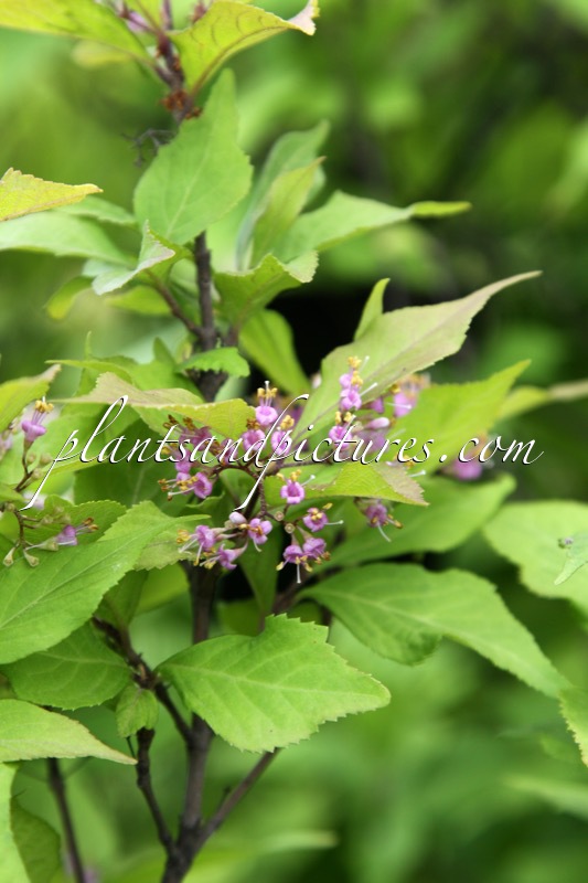 Callicarpa shirasawana