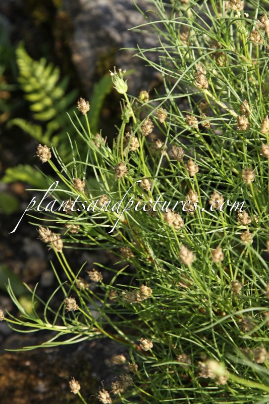 Plantago sempervirens