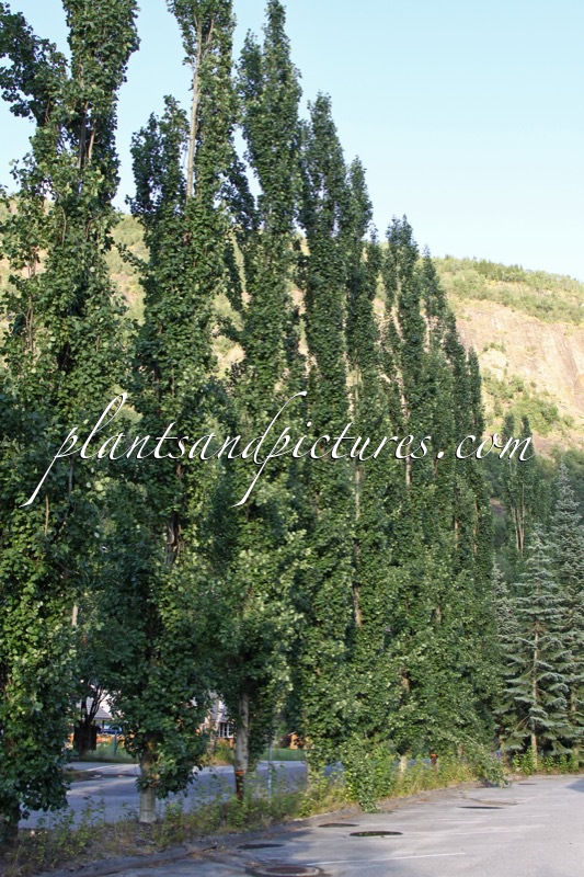 Populus tremula ‘Erecta’