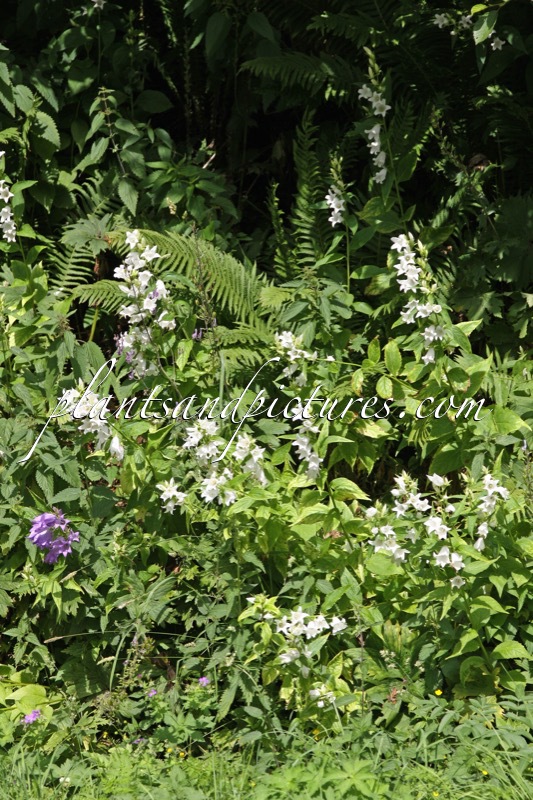 Campanula latifolia