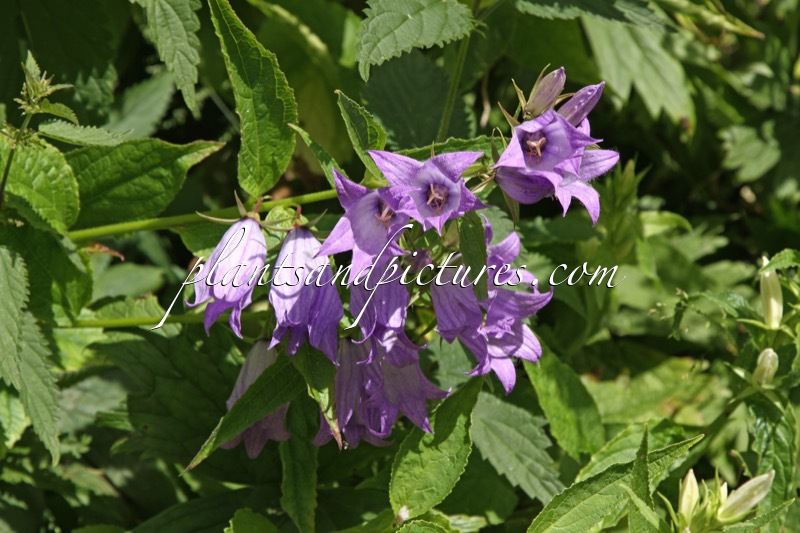 Campanula latifolia