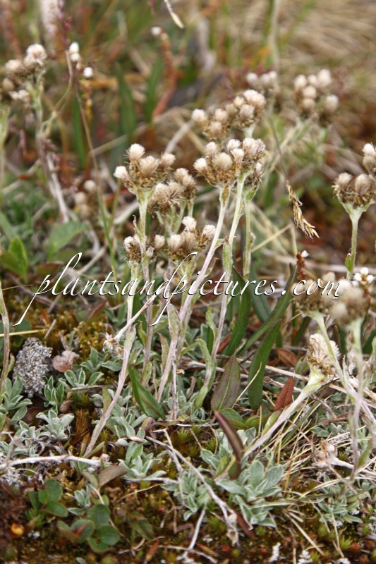 Antennaria dioica