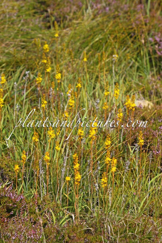 Narthecium ossifragum