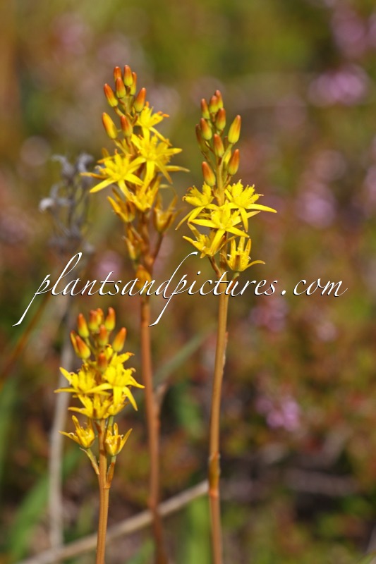 Narthecium ossifragum